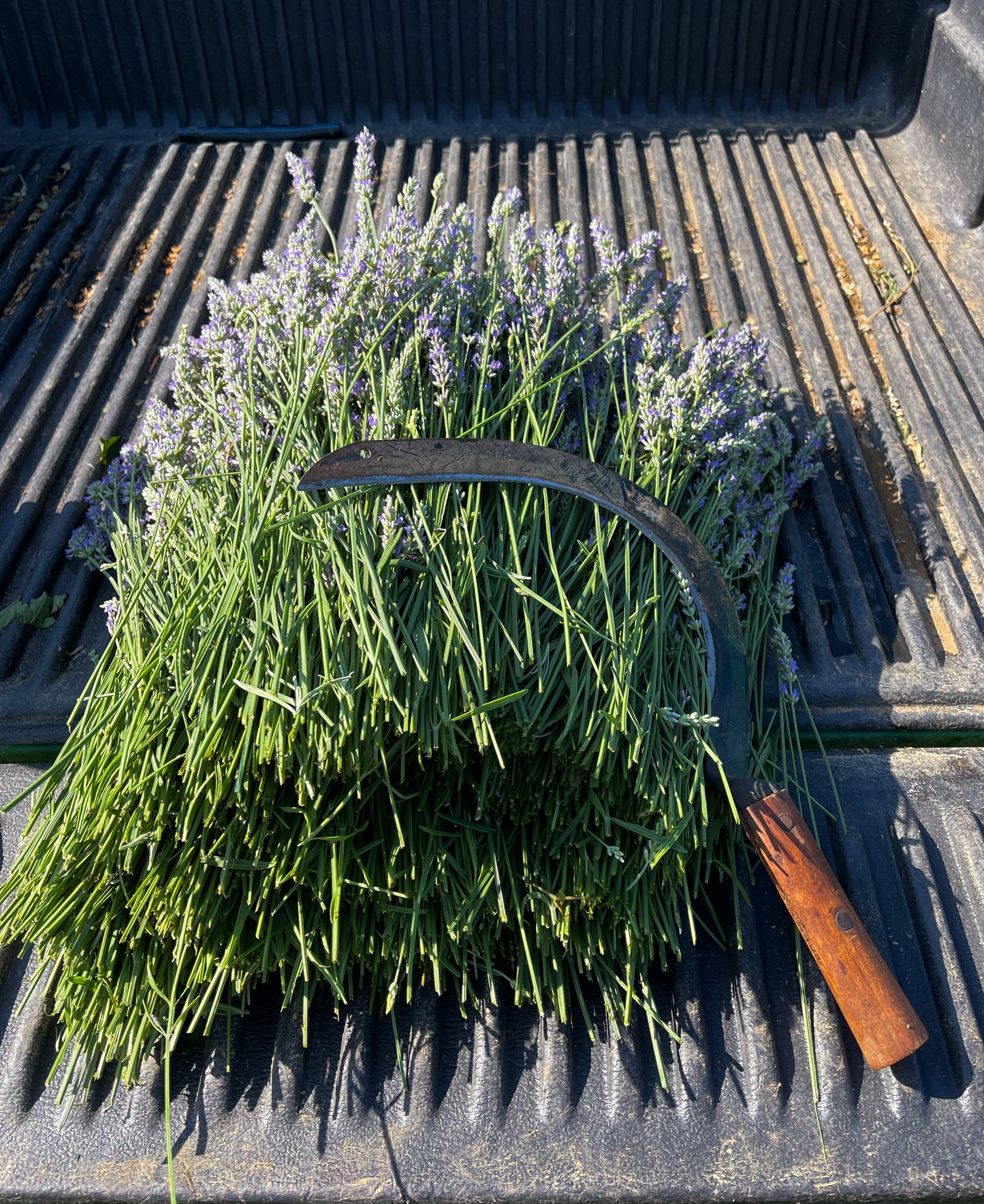 Fresh Lavender