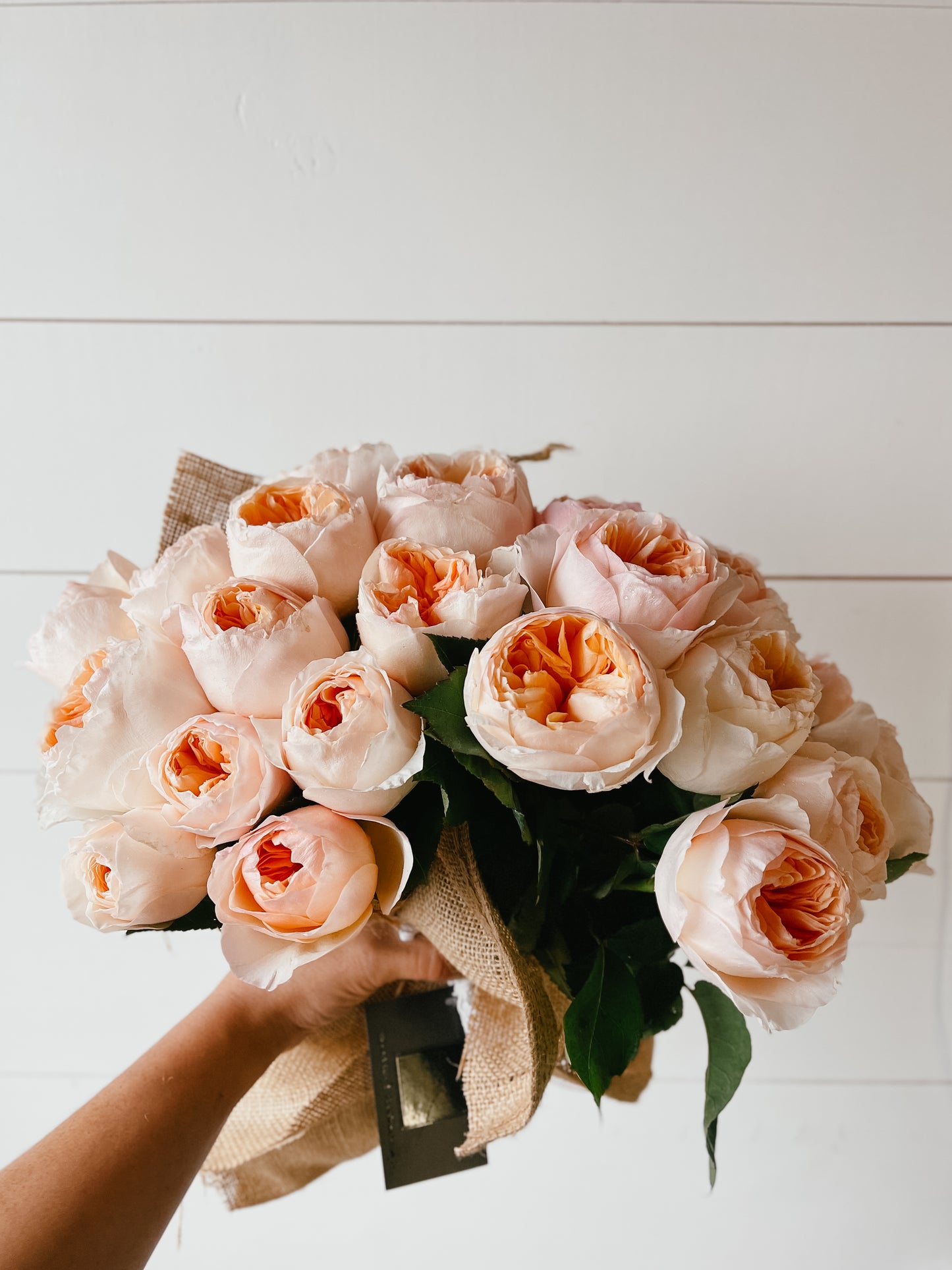 Garden Rose