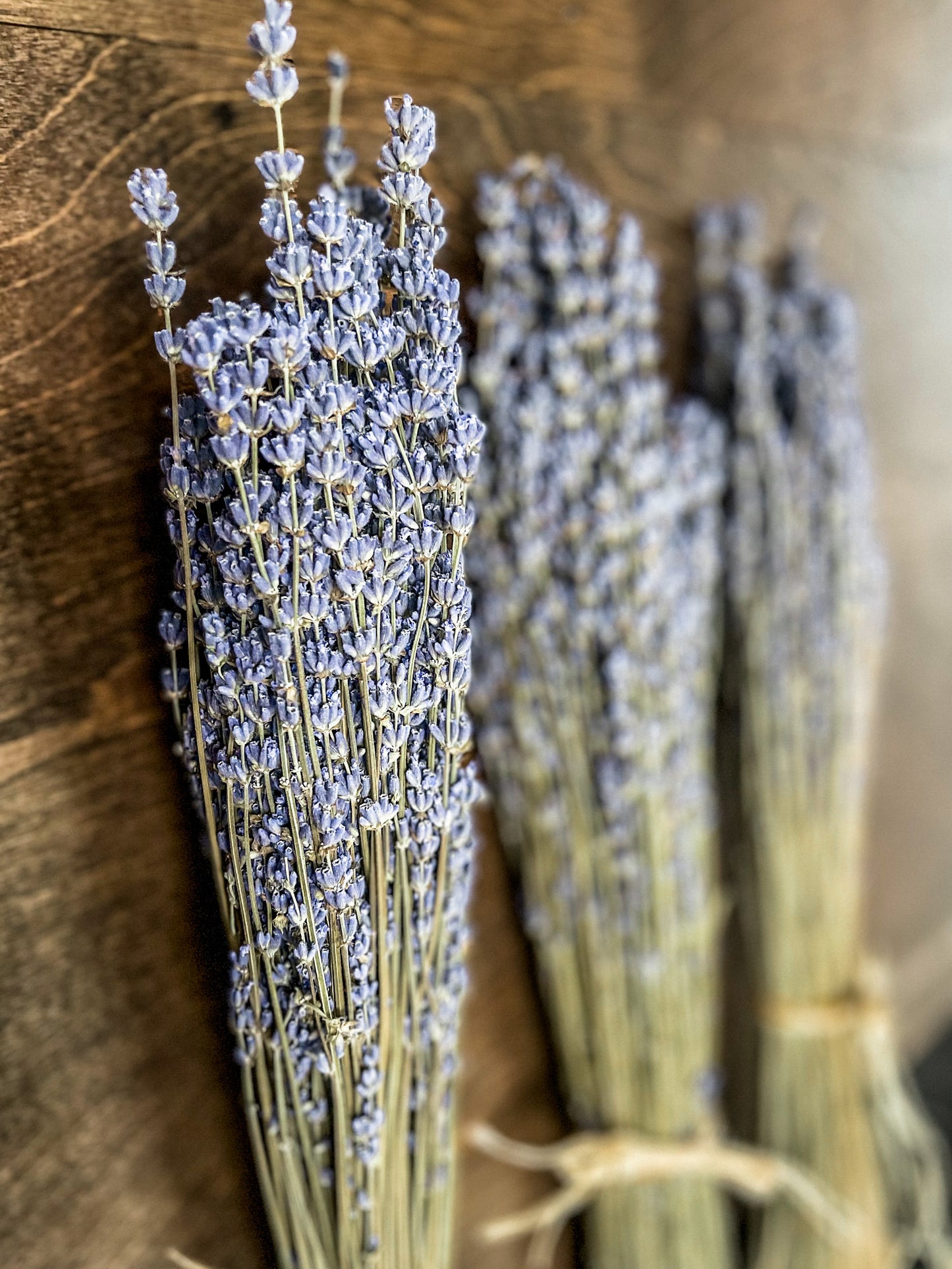 Dried Lavendar